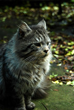 SIGMA Zoom Master 35-70mm